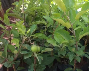 Annah Apples Seedlings