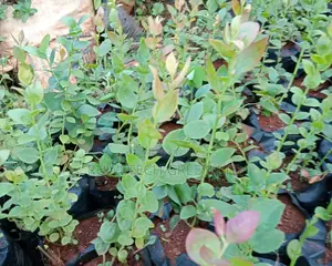 Blueberries Seedlings