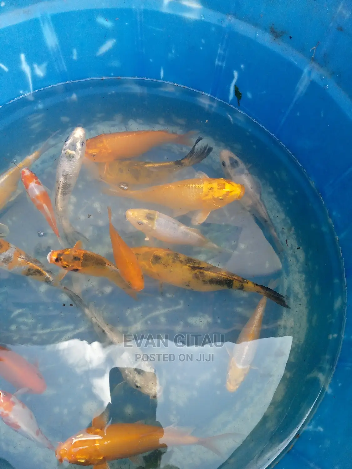 Koi Fish From Farm