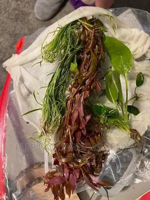 Liveplants Aquariums