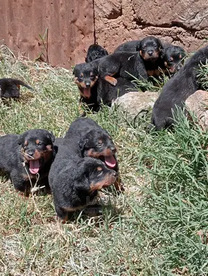 1-3 Months Female Purebred Rottweiler