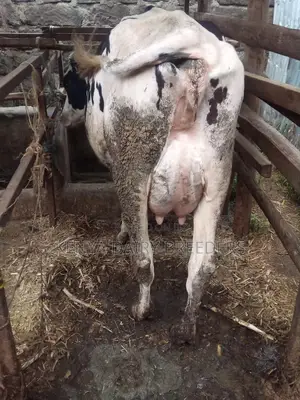 Super Pedigree Cows