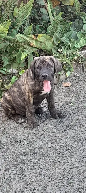 1-3 Months Female Purebred Boerboel