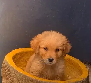 1-3 Months Male Purebred Golden Retriever
