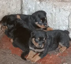 1-3 Months Female Purebred Rottweiler