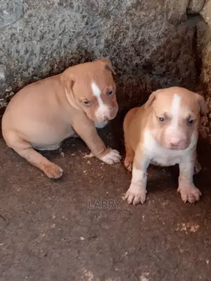 1-3 Months Male Purebred American Pit Bull Terrier