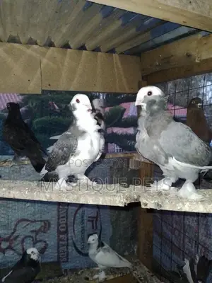 Pegions Birds