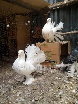 Indian Pegions