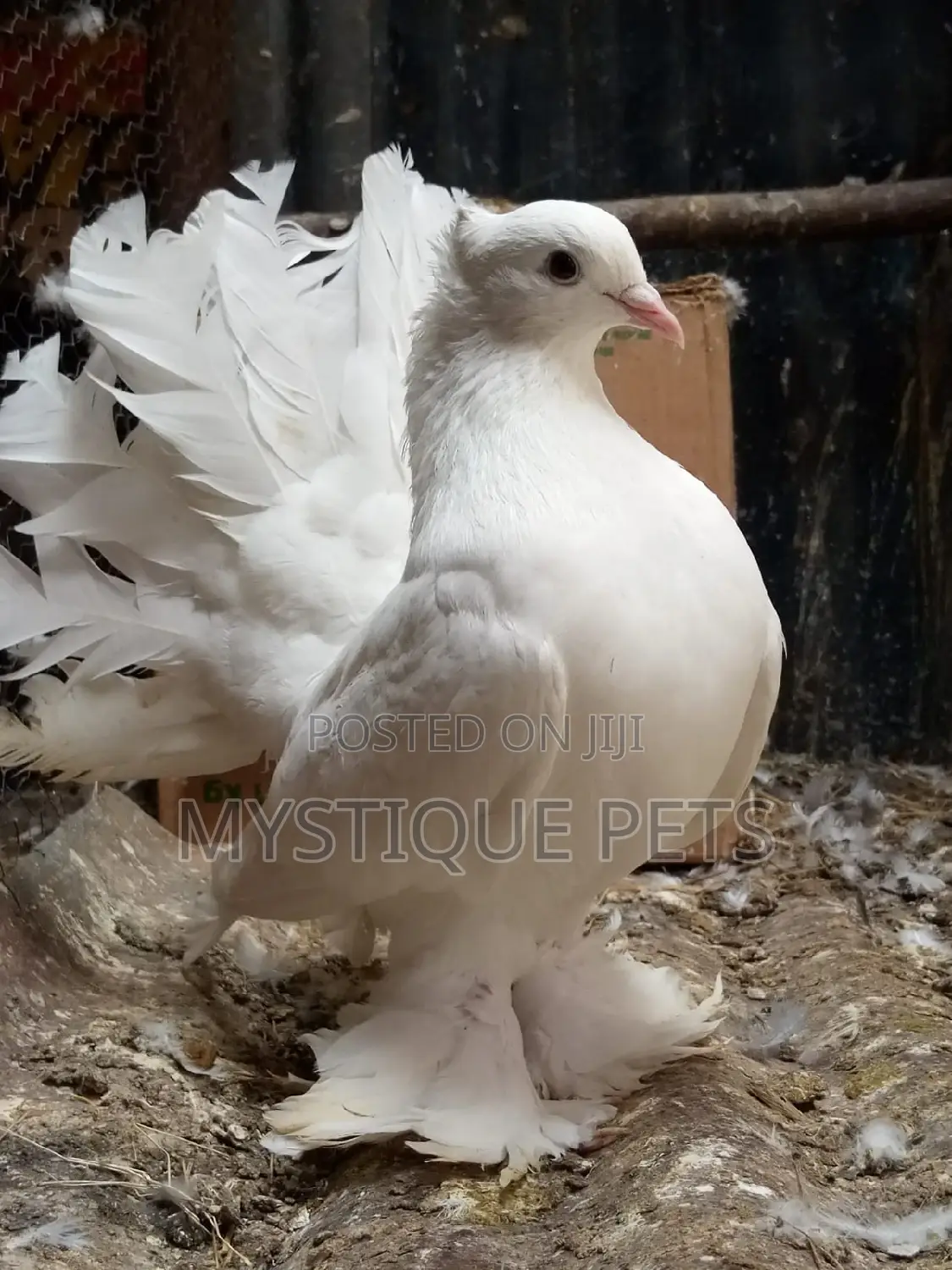 Indian Pegions