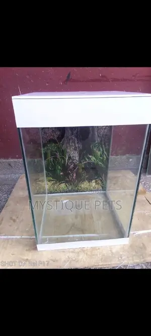 Location Fish Tank