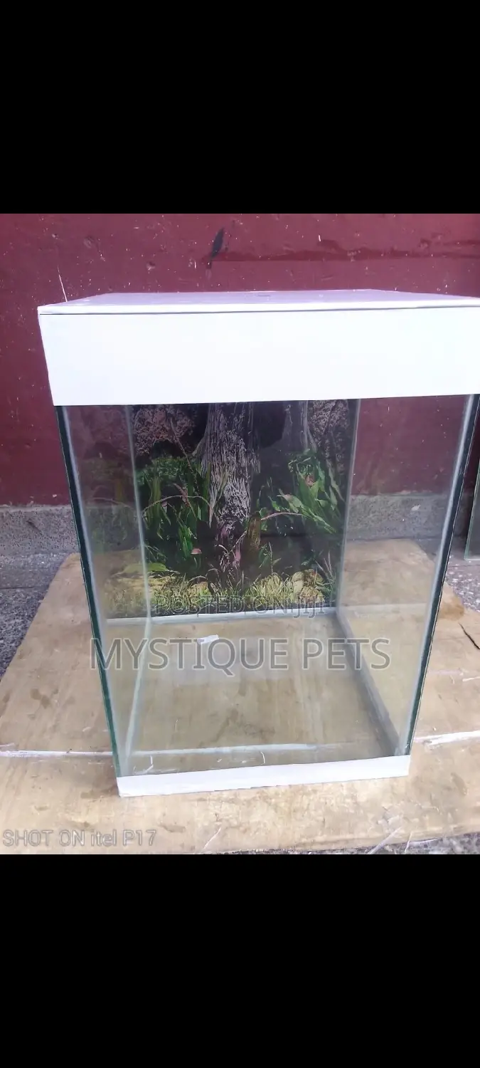 Location Fish Tank