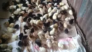 Joychic Poultry Farm Two Weeks Old Chicks