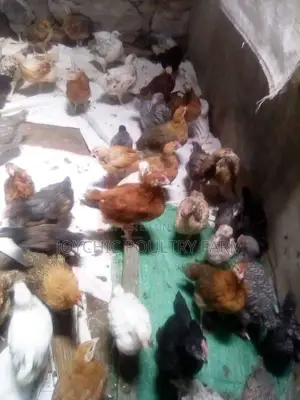 Joychic Poultry Farm Two Weeks Old Chicks