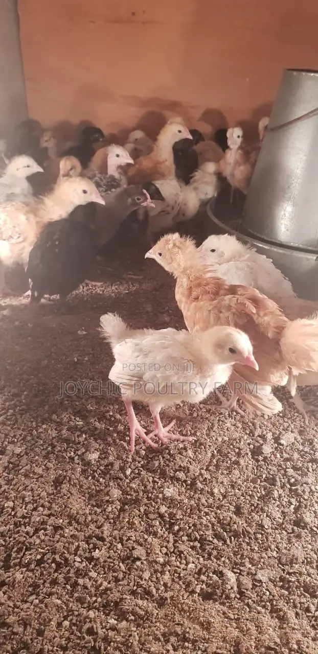 Joychic Poultry Farm Two Weeks Old Chicks