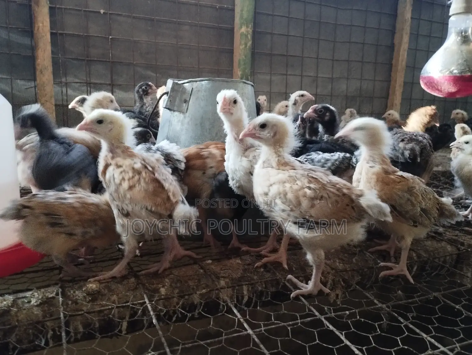 Joychic Poultry Farm Two Weeks Old Chicks