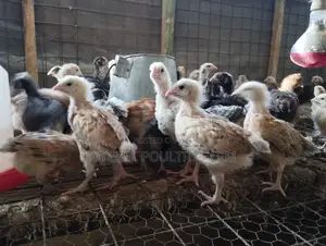 Joychic Poultry Farm Two Weeks Old Chicks