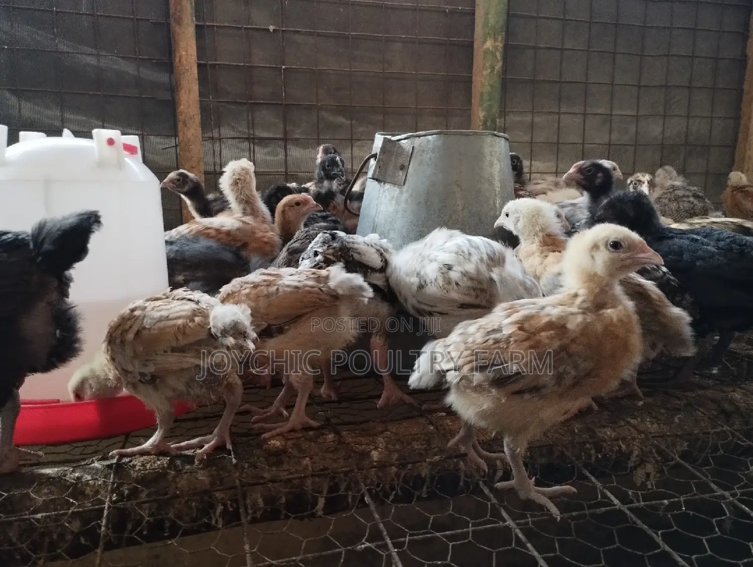 Joychic Poultry Farm Two Weeks Old Chicks