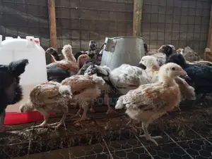 Joychic Poultry Farm Two Weeks Old Chicks