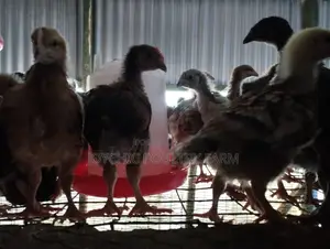 5 Weeks Chicks at Joychic Poultry Farm