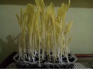 Microgreen in 5 X 7 Punnet Media.
