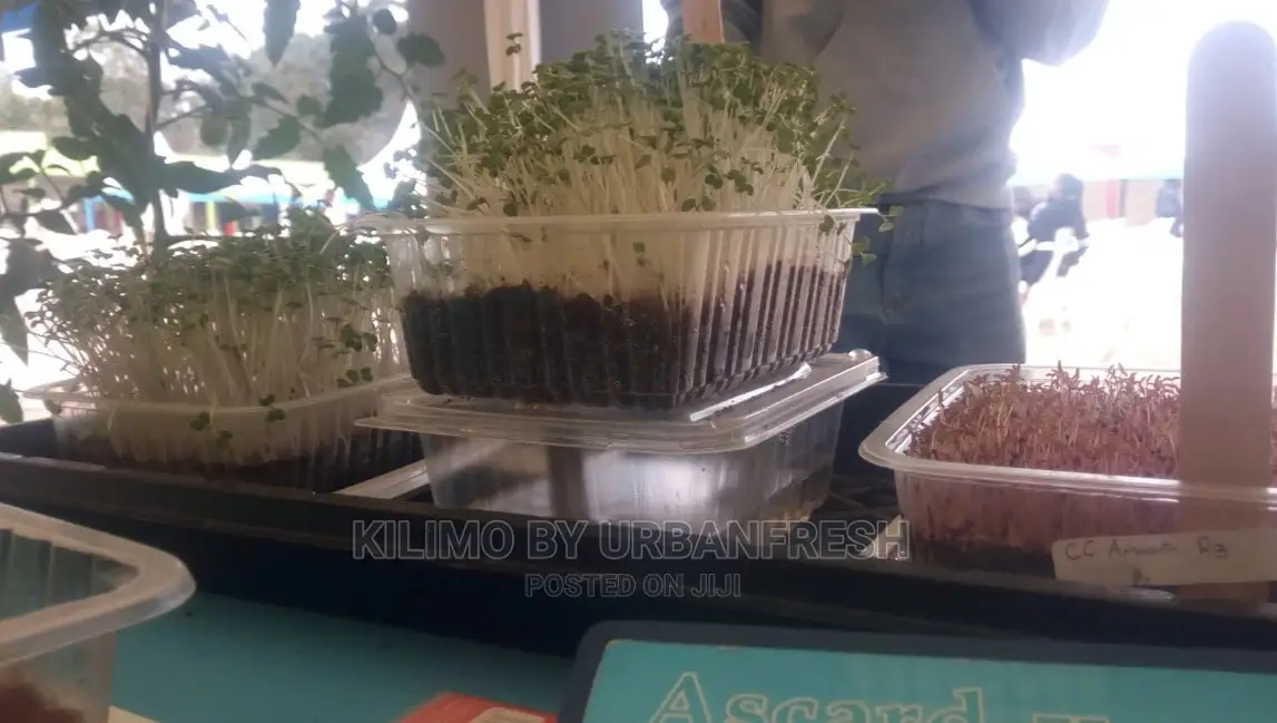 Microgreen in 5 X 7 Punnet Media.