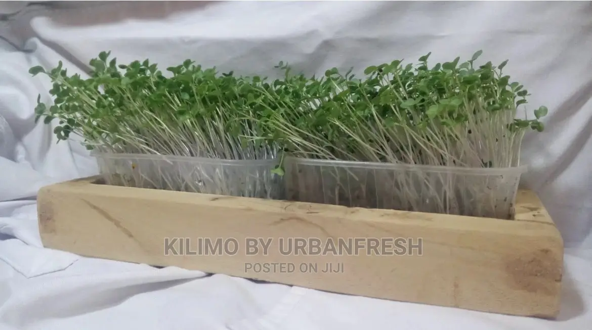 Microgreen in 5 X 7 Punnet Media.