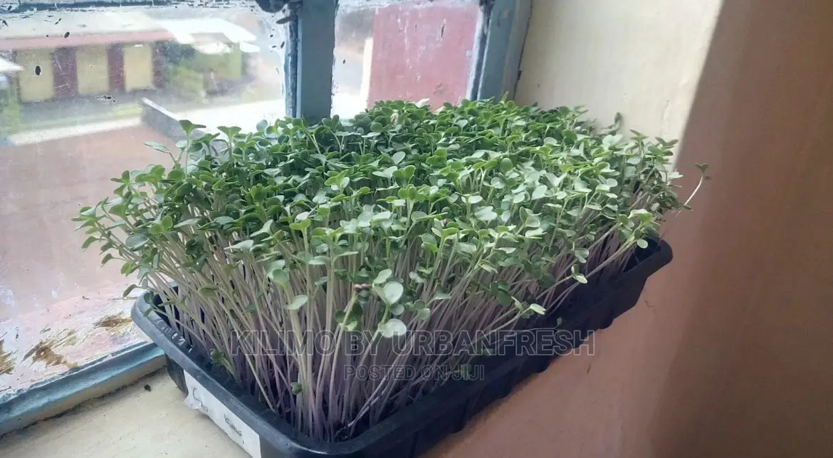 Microgreen in 5 X 7 Punnet Media.