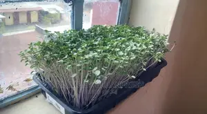 Microgreen in 5 X 7 Punnet Media.