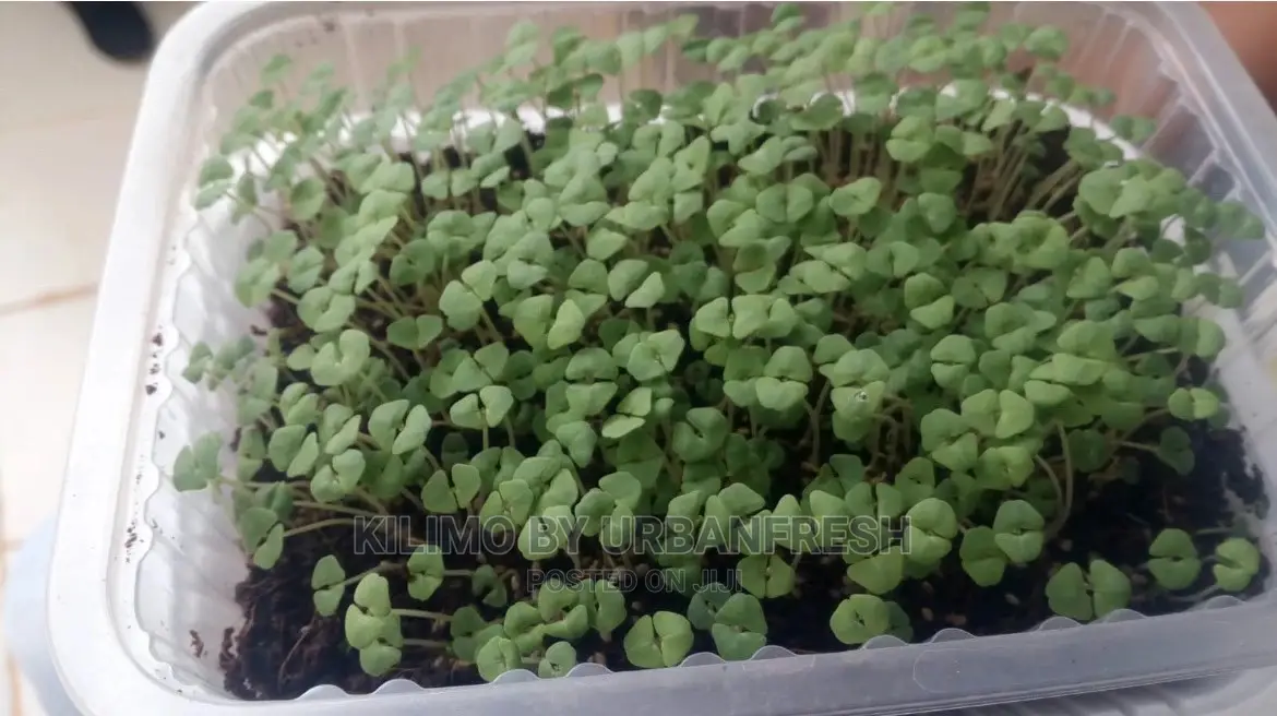 Microgreen in 5 X 7 Punnet Media.