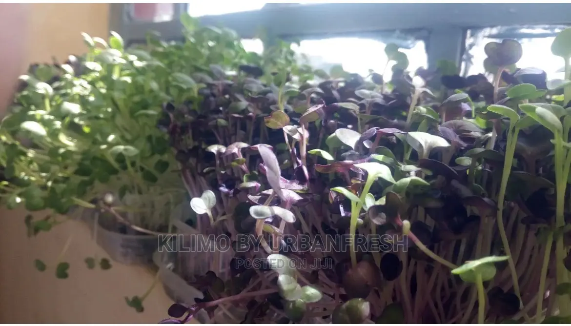 Microgreen in 5 X 7 Punnet Media.