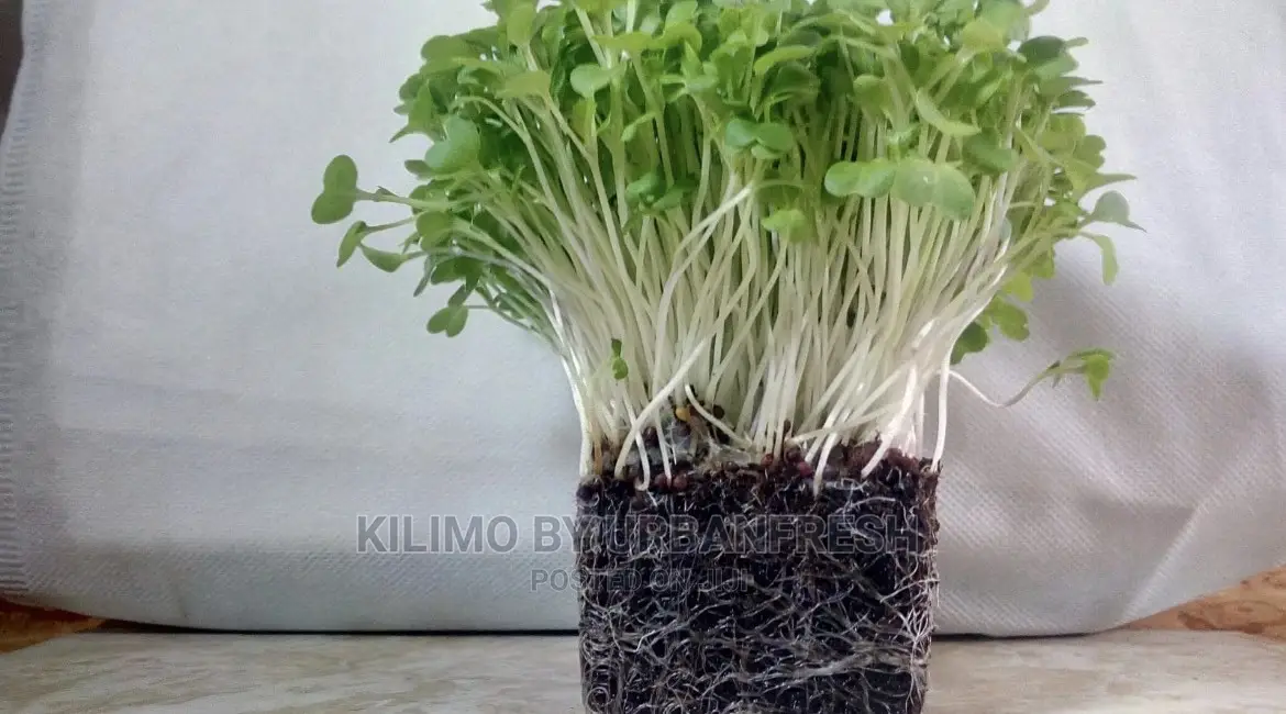 Microgreen in 5 X 7 Punnet Media.