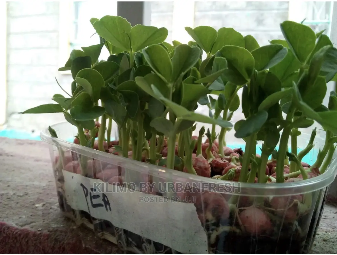 Microgreen in 5 X 7 Punnet Media.