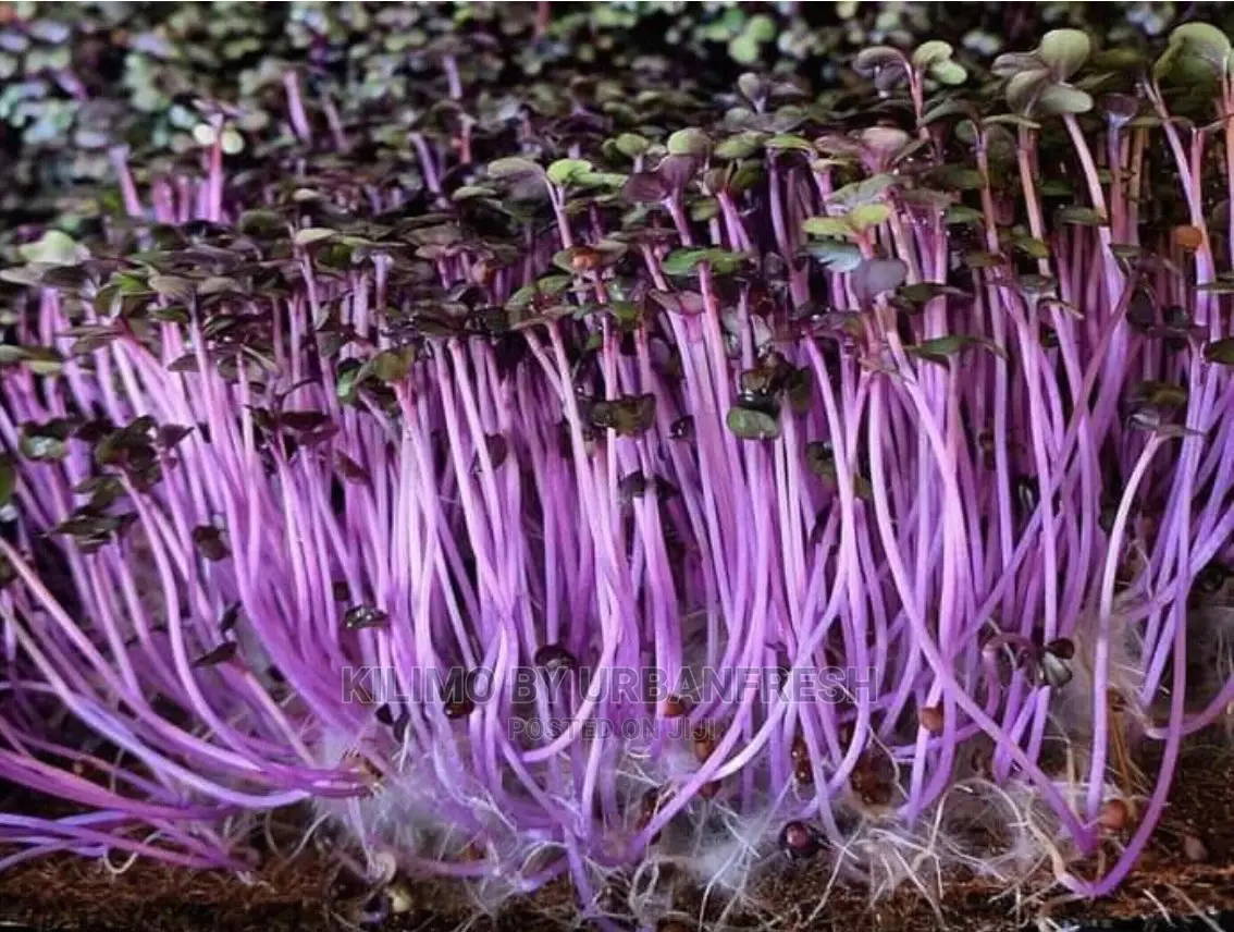 Microgreen in 5 X 7 Punnet Media.