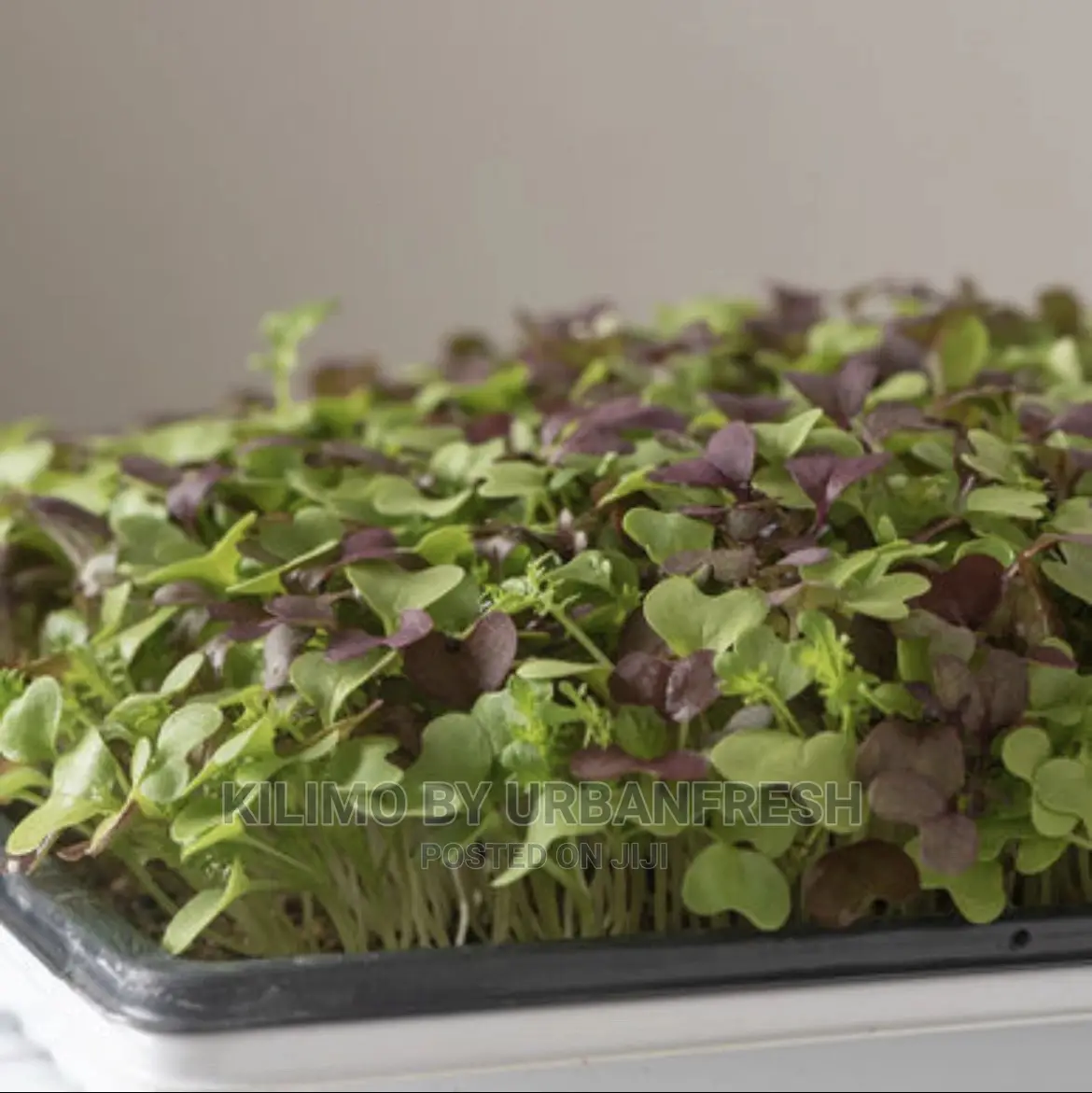 Microgreen in 5 X 7 Punnet Media.
