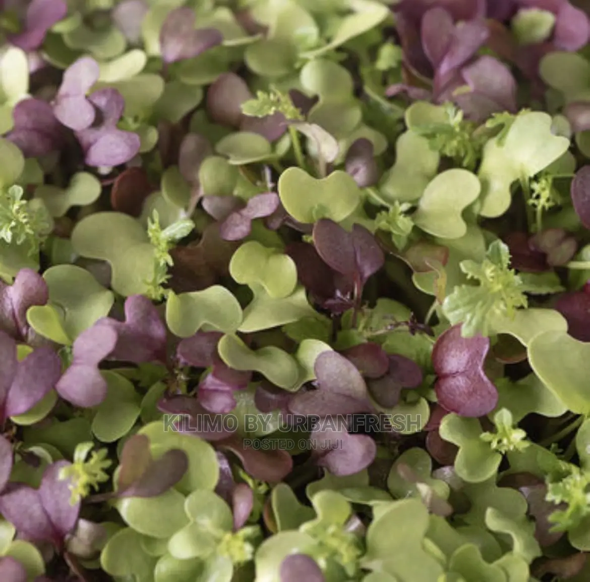 Microgreen in 5 X 7 Punnet Media.