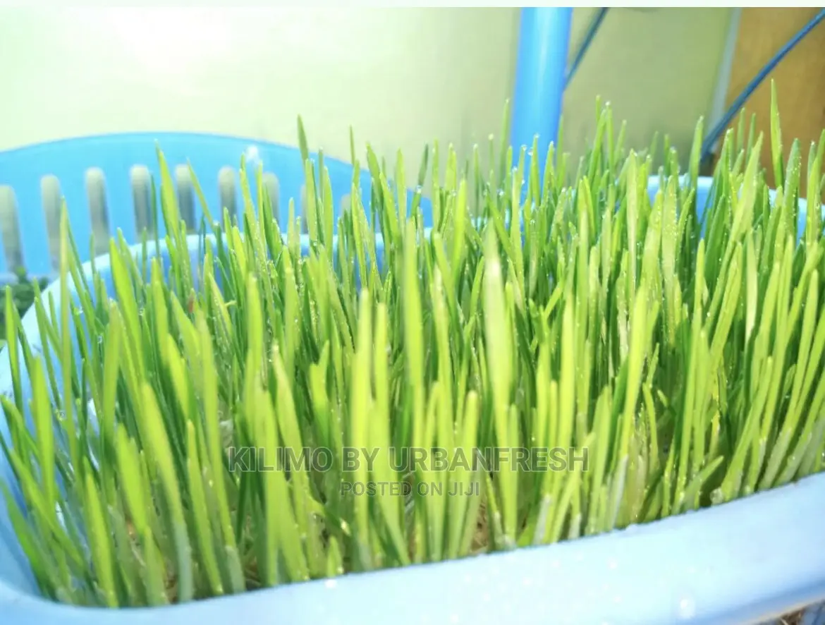 Microgreen in 5 X 7 Punnet Media.