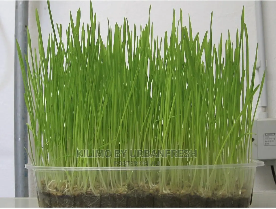 Microgreen in 5 X 7 Punnet Media.