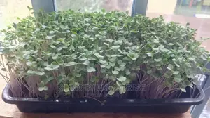 Microgreen in 5 X 7 Punnet Media.
