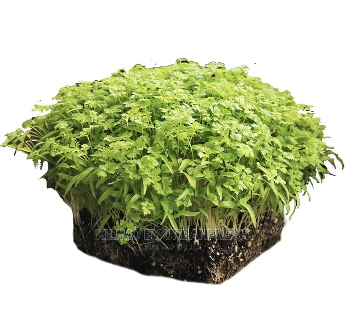 Microgreen in 5 X 7 Punnet Media.
