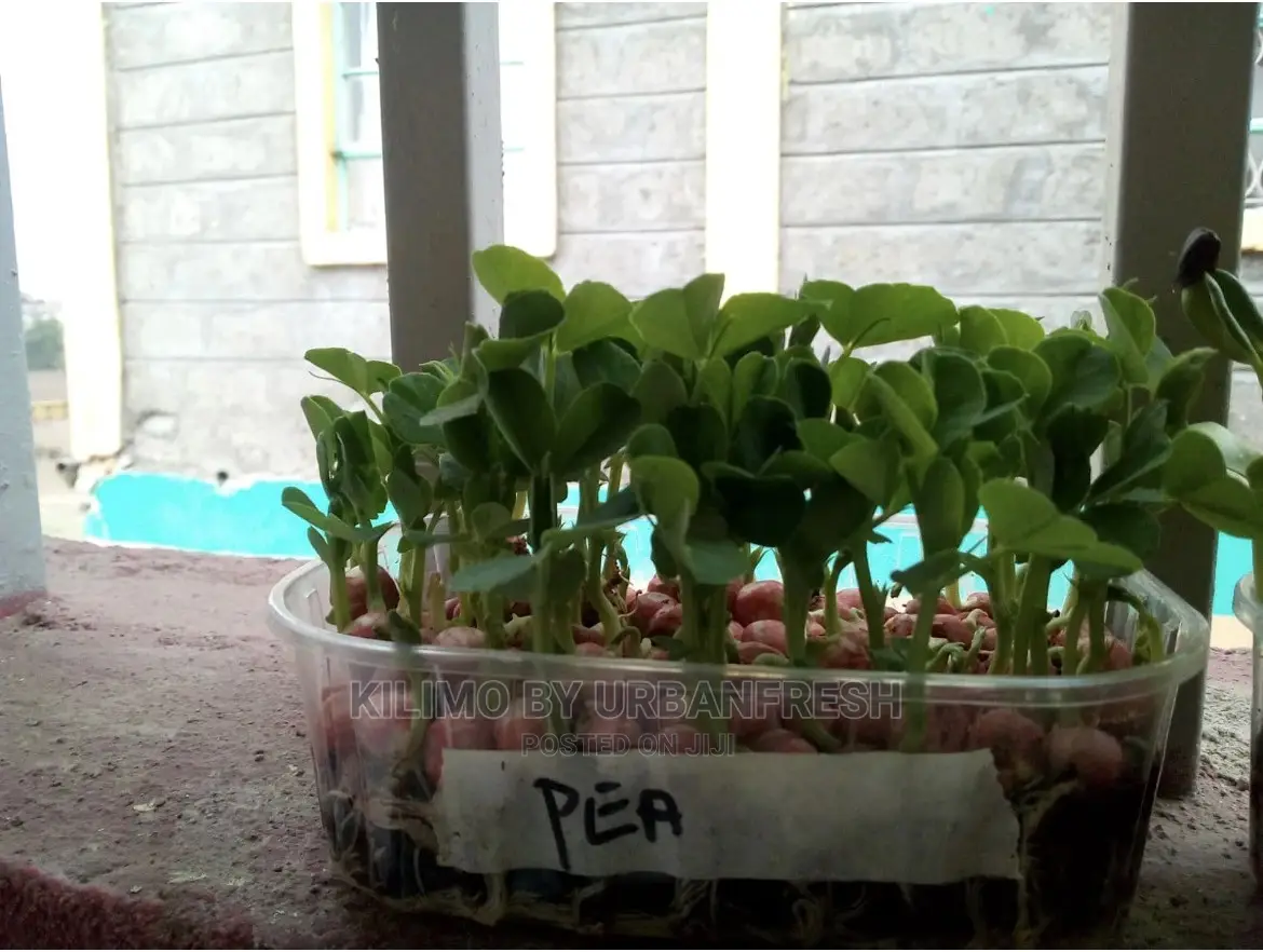 Microgreen in 5 X 7 Punnet Media.