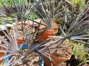 Bismarckia Nobilis Palm