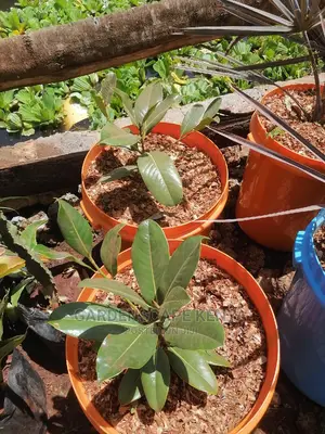 Magnolia Plants