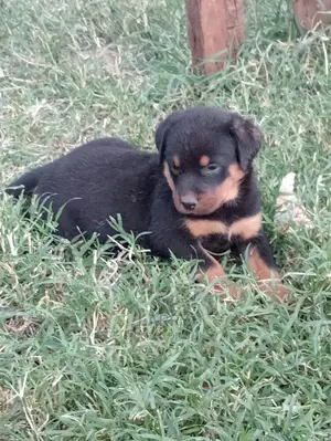 1-3 Months Female Purebred Rottweiler