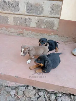 1-3 Months Female Purebred Rottweiler