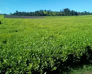 Land for Sale in Limuru