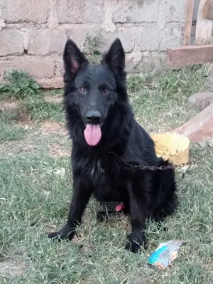1+ Year Male Purebred German Shepherd