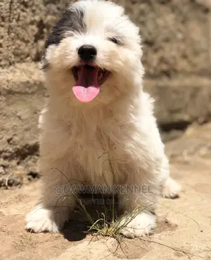 1-3 Months Male Purebred Havanese