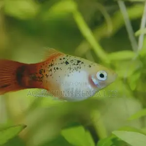 Colourful Platy Fish,Aquarium Fish