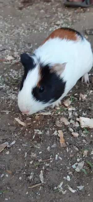 Hamsters Pure Breed Pair