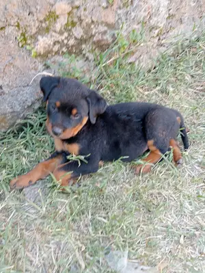 1-3 Months Female Purebred Rottweiler